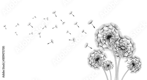 A beautiful and delicate monochrome illustration of dandelions with their seeds blowing away in the gentle spring wind.