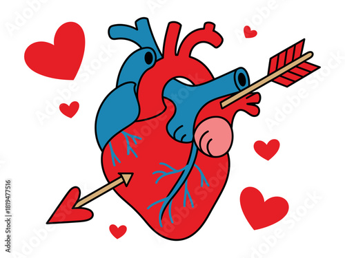 Anatomical heart pierced by cupid arrow surrounded by floating red hearts