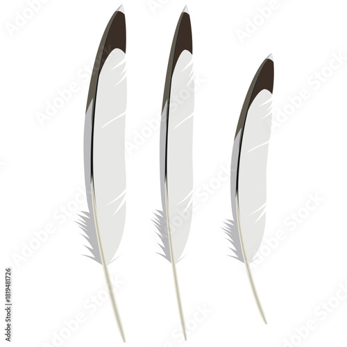 sea gull bird feathers vector.