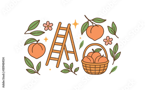 Cozy summer flat vector illustration collection of cute seasonal icons orchard day: peaches ladder basket leaves blossoms sparkles arranged horizontal composition handdrawn outlines bright