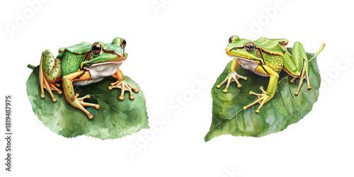 frog on leaf watercolor vector illustration