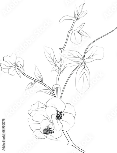 Silhouette of Quince flower, petal leaves of branch vector illustration, Quince flower free printable silhouette design line art vector isolated on white backgrounds