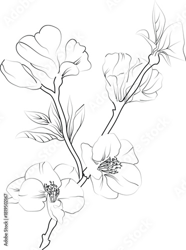Elegant Floral Silhouette Arrangement with Flowers and Quince, hand-drawn Quince flower leaf, and vector illustration isolated on a white background