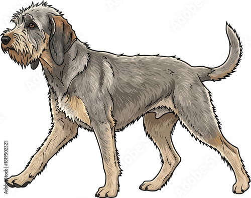 Griffon Nivernais dog walking trotting side profile view pose
