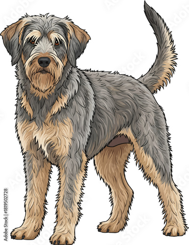 Griffon Nivernais dog standing alert with raised tail 