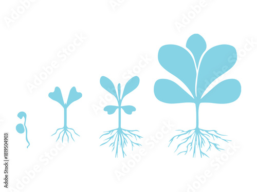 Plant Growth Stages