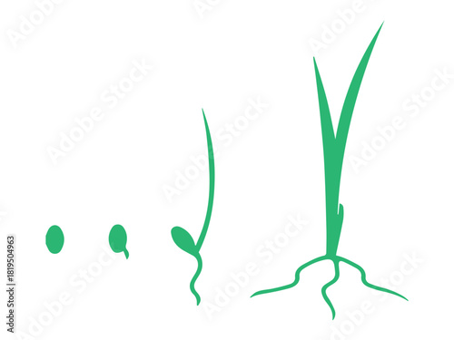 Plant Growth Stages