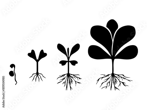 Plant Growth Stages
