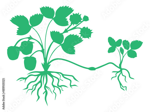 Strawberry Plant Propagation