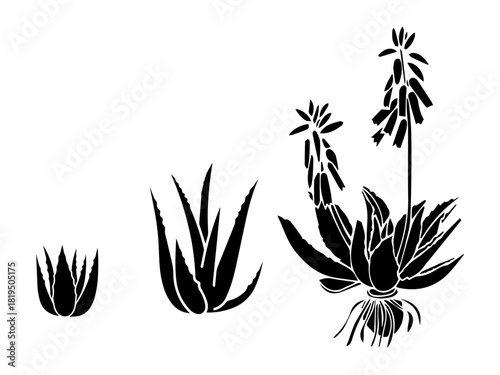 Aloe vera growth cycle