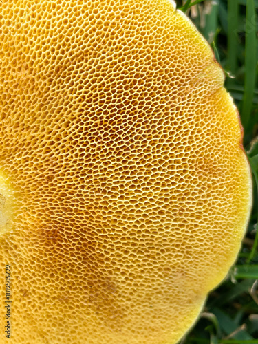 Macro shot of yellow mushroom cap showing detailed texture and pores. Natural organic pattern with vibrant color, perfect for backgrounds, nature, or biology themes.