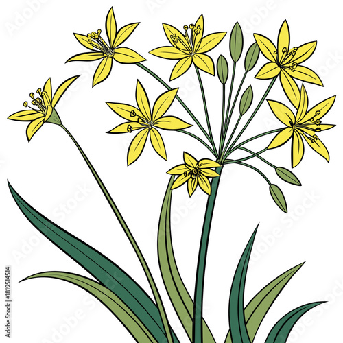 allium moly with leaves