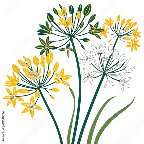 allium moly on white background 