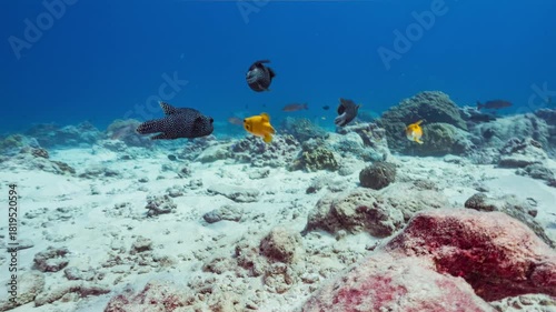 Underwater shot following a small group of Guineafowl Pufferfish with two Golden individuals as they swim over a coral reef at a remote Pacific Island.