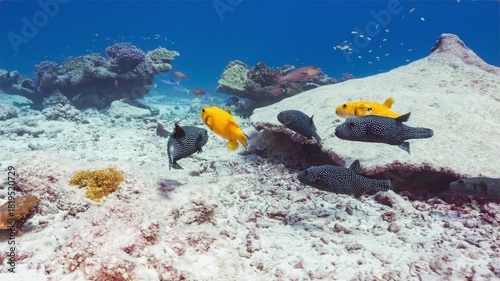 Underwater shot following a small group of Guineafowl Pufferfish with two Golden individuals as they swim over a coral reef at a remote Pacific Island.