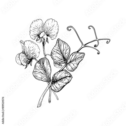 Delicate botanical composition of sweet pea flowers and leaves. Ruffled petals, slender stems, and curling tendrils. The detailed vector illustration in a classic vintage style. Painted by black inks