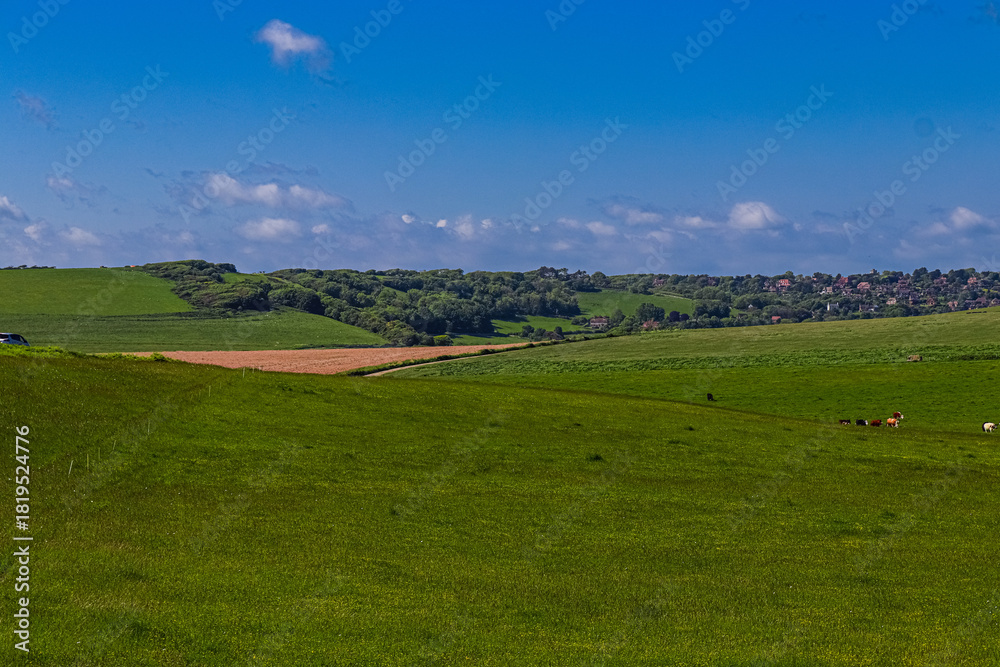 Obraz premium Green rolling hills with grazing cows, distant village, clear blue sky, English countryside landscape. East Sussex, England