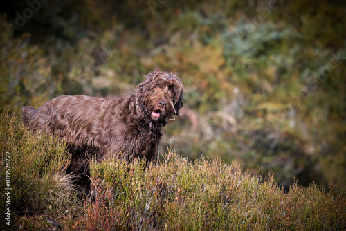 hunt with the dog, a pudelpointer, on the mountains at a sunny autumn day