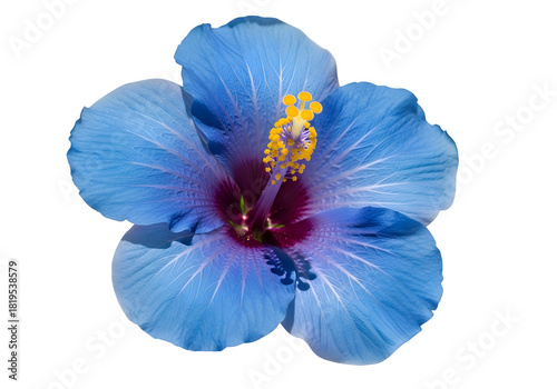 Blue hibiscus flower