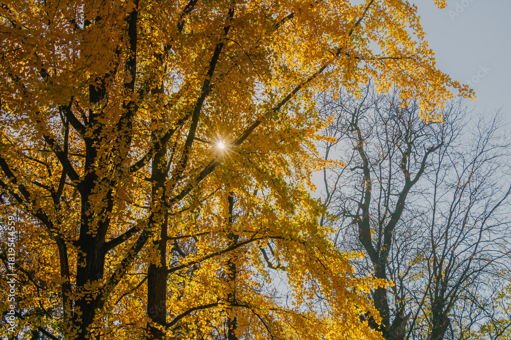 Obraz premium Bright golden leaves catch sunlight in a serene autumn scene enhancing the beauty of trees in a vibrant forest setting