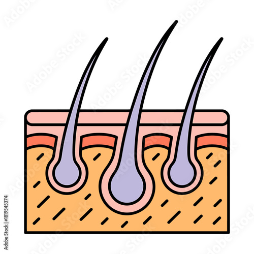 Hair follicle anatomical structure in skin cross-section medical icon