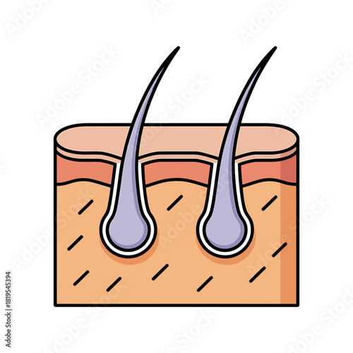 Hair follicle in skin cross-section illustration for dermatology