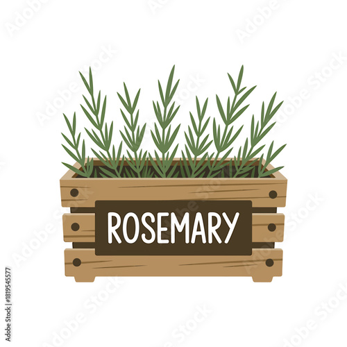 Rosemary plant in rustic wooden pot, fresh aromatic cooking herb