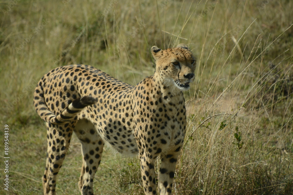 Fototapeta premium Safari