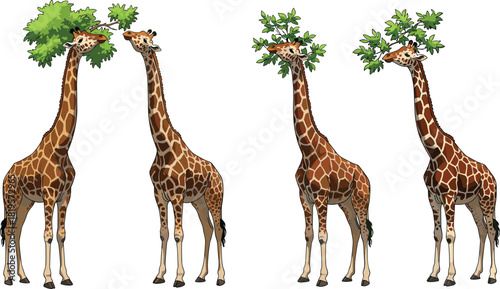 Cartoon giraffes eating leaves, tall wildlife animals standing together, cute giraffe illustrations for children’s design, nature artwork, safari themed vector