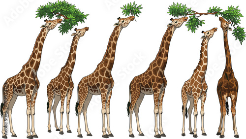 Giraffe eating leaves illustration, tall wild animal artwork, African wildlife scene, grazing giraffes, nature themed graphic set for safari designs