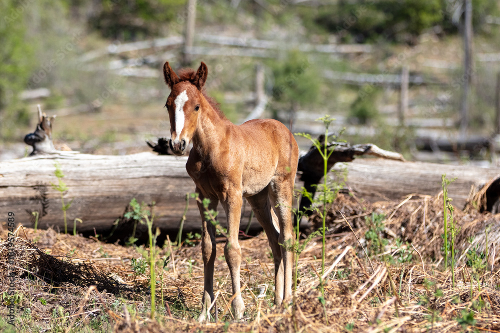 Fototapeta premium Baby colt wild horse with blaze in the Apache Sitgreaves National Forest mountains in Heber Arizona United States