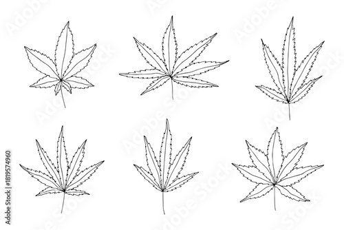 Set of hand drawn cannabis leaf Medicine marijuana Hemp leaves clipart in doodle style Single element for print, web, design, decor