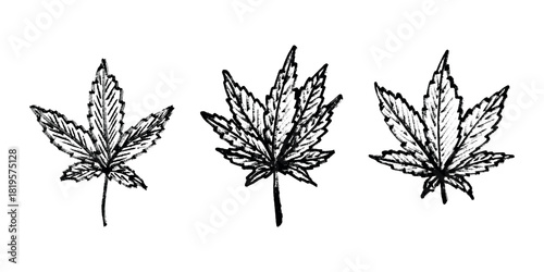 Set of hand drawn cannabis leaf Medicine marijuana Hemp leaves clipart in doodle style Single element for print, web, design, decor