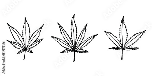 Set of hand drawn cannabis leaf Medicine marijuana Hemp leaves clipart in doodle style Single element for print, web, design, decor
