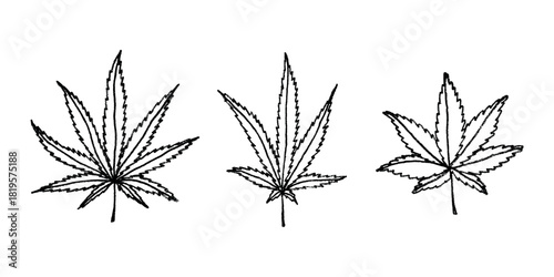 Set of hand drawn cannabis leaf Medicine marijuana Hemp leaves clipart in doodle style Single element for print, web, design, decor