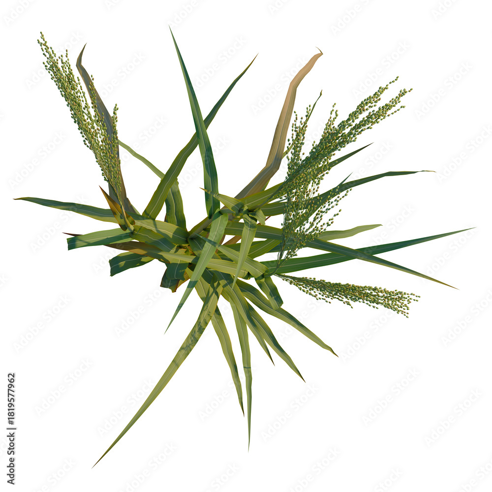 Fototapeta premium Panicum miliaceum tree plan, top view, cutout 4k, transparent background, Stunning sorghum plant overhead view, lush green foliage and seed heads