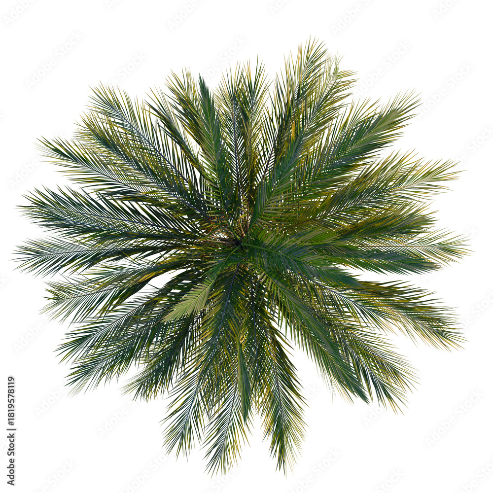 Naklejka premium Phoenix dactylifera tree plan, top view, cutout 4k, transparent background, Lush green palm tree from above evokes tropical paradise island vibes