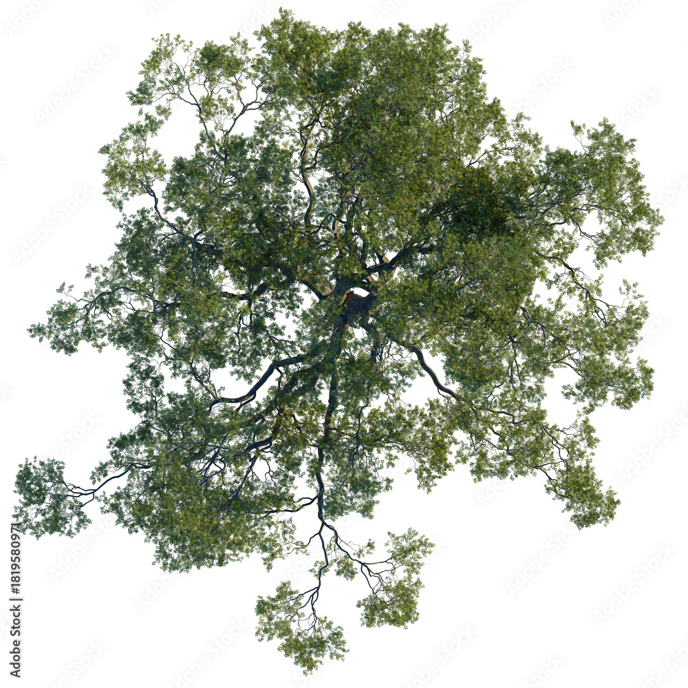 Naklejka premium Quercus agrifolia tree plan, top view, cutout 4k, transparent background, Majestic treetop view for landscape design, perfect for urban planning needs