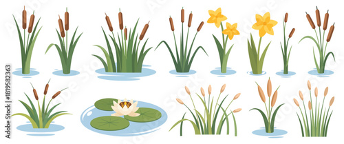 Water Flora and Swamp Plant Set – Cartoon Pond Elements With Lilies, Reeds, Cattails, Lotus and Natural Lake Vegetation Shown in Clean Decorative Style for Garden Themes in Modern Vector Illustration