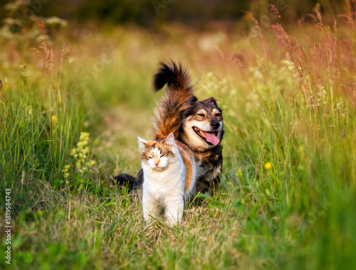 two cute furry friends a cat and a dog sitting next to each other on a summer...