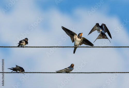 Barn swallow birds sitting on wires and feeding their chicks