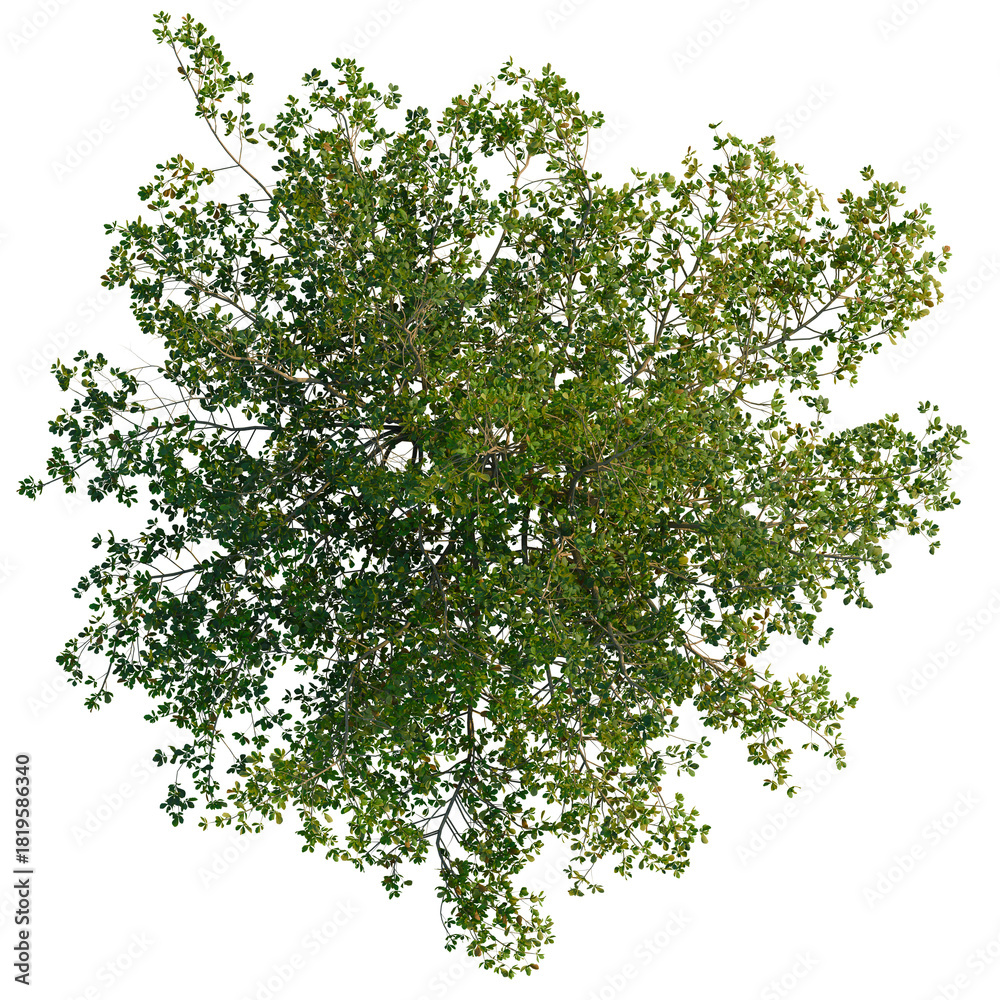 Obraz premium Terminalia Catappa tree plan, top view, cutout 4k, transparent background, Lush treetop canopy foliage aerial view for landscaping and design projects
