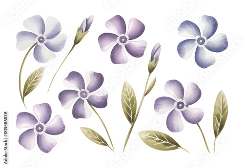 Watercolor periwinkle flowers painted in soft lilac blue tones.
