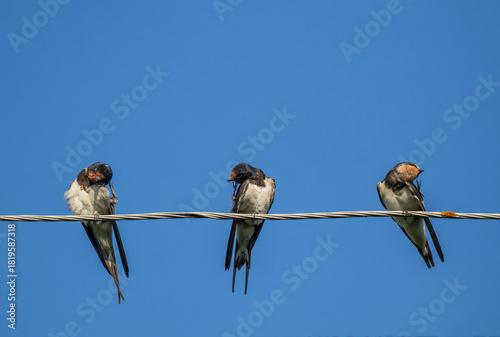Three barn swallow birds sitting on wires and cleaning their feathers