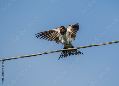 A barn swallow bird with a water strider insect in its beak perches on wires ...