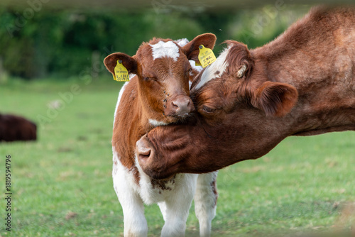 A tender moment between a mother cow and her calf, the calf with its eyes closed.