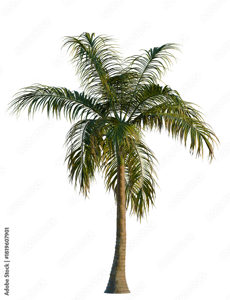 Obraz premium Acanthophoenix rubra tree 8k, front view, cutout, transparent background, isolate, Tropical palm tree swaying gently brings summer vibes for your project