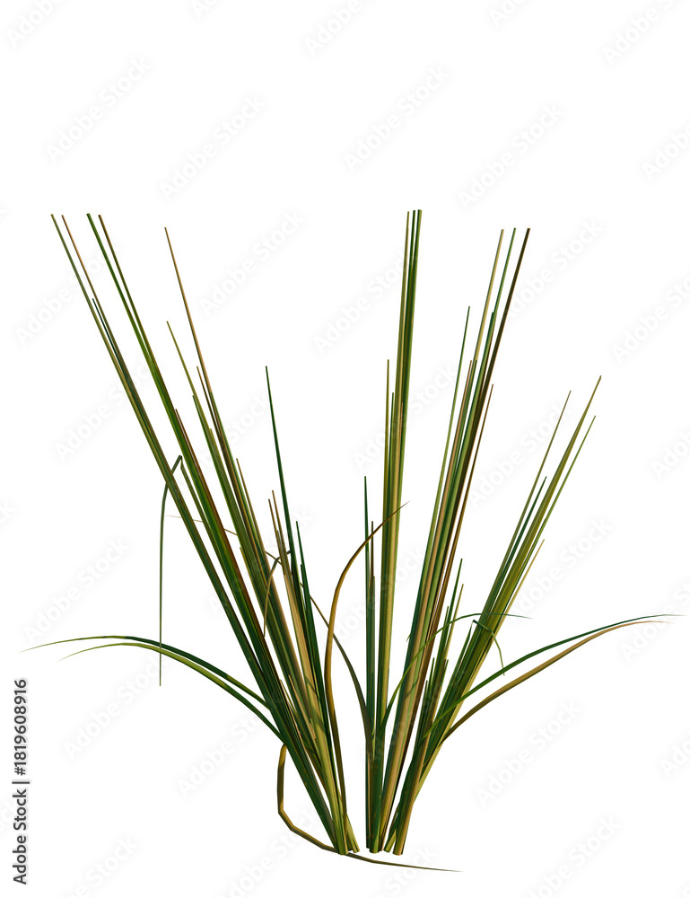 Obraz premium Oryza sativa tree 8k, front view, cutout, transparent background, isolate, Elegant ornamental grass adds a touch of nature with transparent ease.