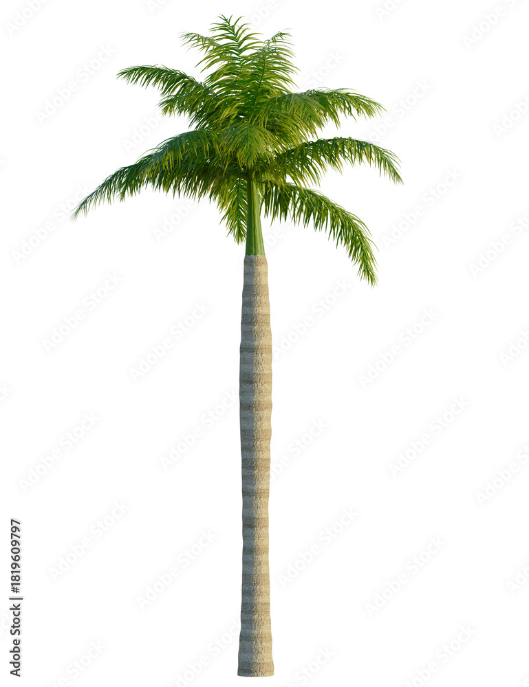 Fototapeta premium Royal palm tree 8k, front view, cutout, transparent background, isolate, Majestic palm tree casting shadows evokes tropical paradise vibes today
