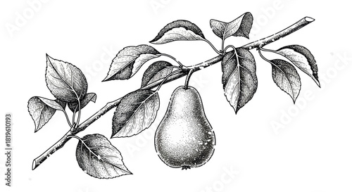 Black and white illustration of pear tree branch with leaves  